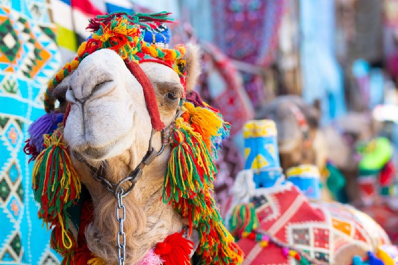 Festival Camel named Lola na aldeia núbia